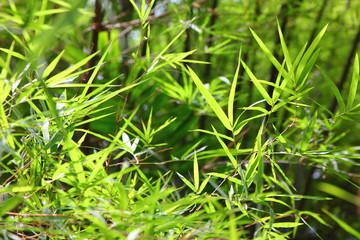 Fototapeta na wymiar green banboo leaves background