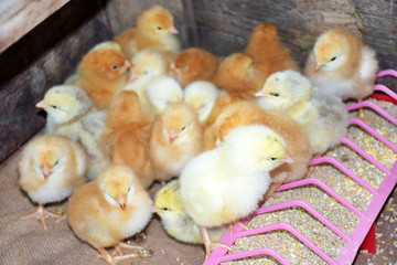 Close up white chicken on chicks background with selective focus. Lot of little yellow chicks on the floor eat from the feeder. Beautiful Chicks. Food for the birds. Baby chicken in poultry farm.