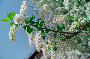 Blossoming apple tree, branches and flowers. nature