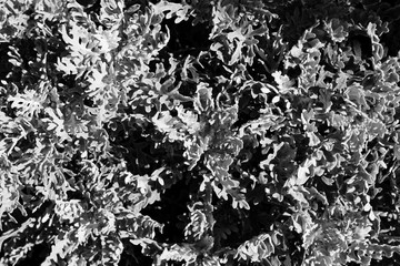 black and white plant