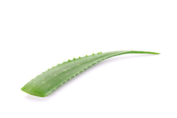 Aloe vera fresh leaf isolated on white background. Treatment plant