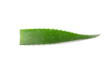 Aloe vera fresh leaf isolated on white background. Treatment plant