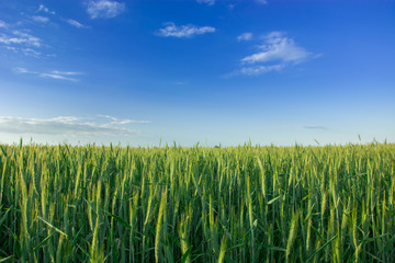 Green cereal field and clouds on a blue sky