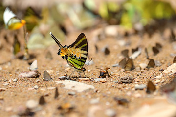 Butterflies following a series of natural Ban Krang Camp. Phetchaburi, Thailand