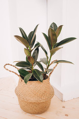 Rubber plant. home plant on a white background. fashionable home plant. tropical home plant.