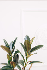 Rubber plant. home plant on a white background. fashionable home plant. tropical home plant.