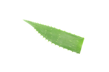 Aloe vera fresh leaf isolated on white background. Treatment plant