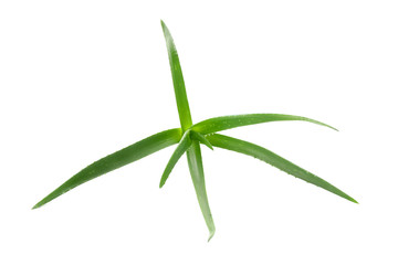 Aloe vera plant isolated on white background. Natural treatment