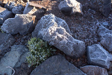 Frozen plants and stones in Teide National Park