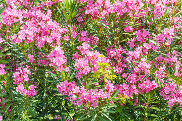 Lush bush with beautiful pink flowers in garden.