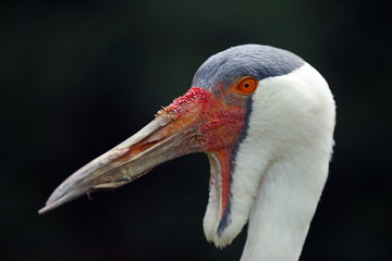 The wattled crane (Grus carunculata) , portait with dark background.