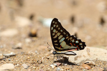 Butterflies following a series of natural Ban Krang Camp. Phetchaburi, Thailand