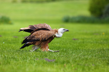 The griffon vulture (Gyps fulvus) while running over green grass.