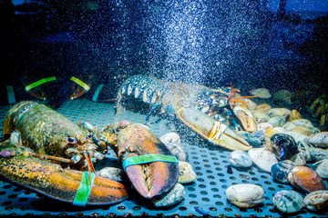 Colorful crawfish for sale, sea crustaceans inside aquarium in a restaurant
