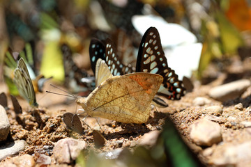 Butterflies following a series of natural Ban Krang Camp. Phetchaburi, Thailand