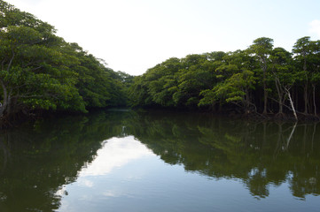 Fototapeta na wymiar よく晴れた日にジャングルのマングローブが川に反射している