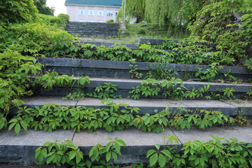 Old stone stairs in the park. Stairs covered with bushes.