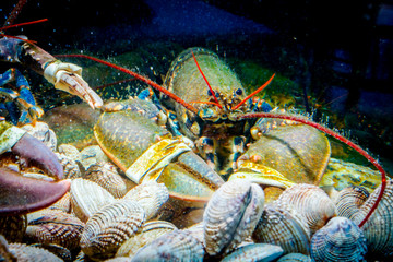 Colorful crawfish for sale, sea crustaceans with clams inside aquarium in a restaurant
