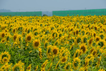 Obraz premium 宮城県山元町の向日葵 Sunflower in Miyagi Yamamoto town