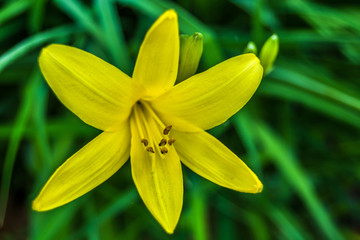 Fototapeta na wymiar Yellow lily flower on a background of green grass