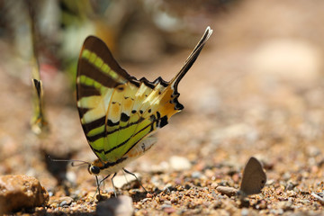 Butterflies following a series of natural Ban Krang Camp. Phetchaburi, Thailand