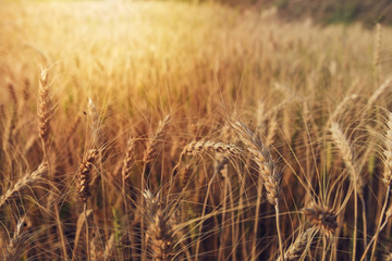 Barley in the golden-yellow farm is beautiful and waiting for harvest in the season.