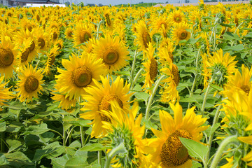 宮城県山元町の向日葵 Sunflower in Miyagi Yamamoto town