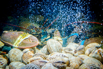 Fototapeta na wymiar Colorful crawfish for sale, sea crustaceans with clams inside aquarium in a restaurant