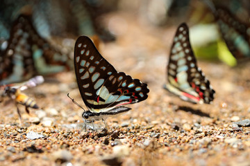 Butterflies following a series of natural Ban Krang Camp. Phetchaburi, Thailand