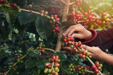 Close Up hand of farmers picking branch of arabicas Coffee Tree on Coffee tree at Nan Province...