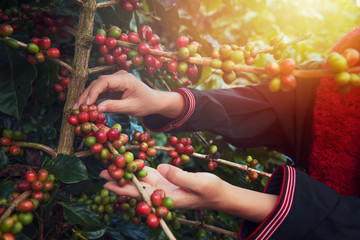 Close Up hand of farmers picking branch of arabicas Coffee Tree on Coffee tree at Nan Province...
