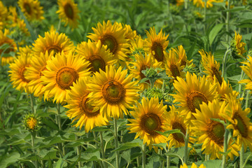 宮城県山元町の向日葵 Sunflower in Miyagi Yamamoto town
