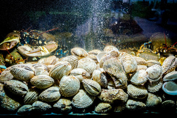 Colorful crawfish for sale, sea crustaceans with clams inside aquarium in a restaurant © Roman_23203