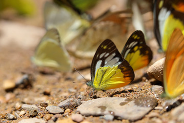 Butterflies following a series of natural Ban Krang Camp. Phetchaburi, Thailand