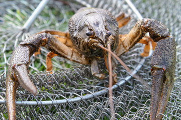 Fresh live cancer on green grass near fishing rods