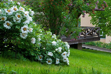 beautiful white flowers and bushes in the park in the open air on the background of green trees