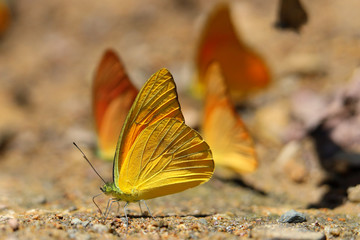 Butterflies following a series of natural Ban Krang Camp. Phetchaburi, Thailand