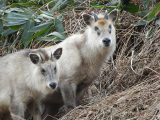 ニホンカモシカの親子 © 晋 宮本