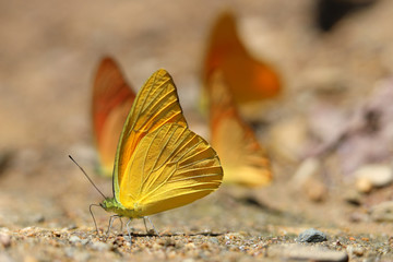Butterflies following a series of natural Ban Krang Camp. Phetchaburi, Thailand