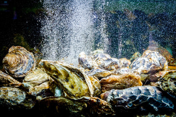 Shells, oysters for sale, sea clams inside aquarium in a restaurant