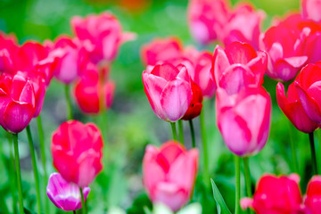 Pink tulips grow on a green natural background