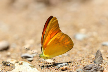 Butterflies following a series of natural Ban Krang Camp. Phetchaburi, Thailand