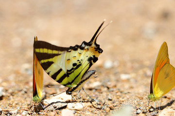 Butterflies following a series of natural Ban Krang Camp. Phetchaburi, Thailand