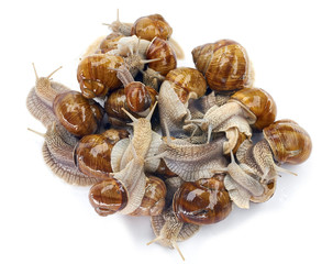 Grape snail - gastropod mollusk on a white background