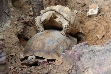 Animals,  African Spurred Tortoise,  They are breeding together,  see them at KAO SUAN KWANG zoo in KHON KAEN province THAILAND.
