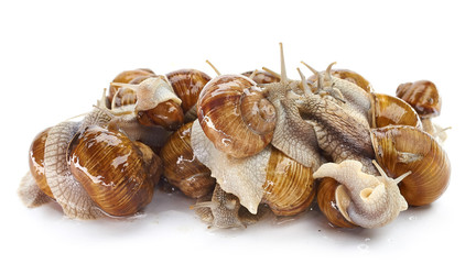 Grape snail - gastropod mollusk on a white background