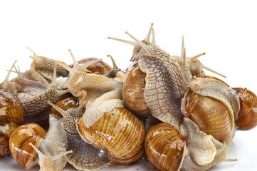 Grape snail - gastropod mollusk on a white background