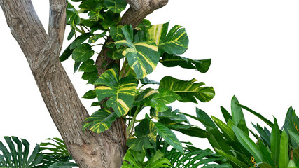 Tropical rainforest jungle tree with golden photos (Australian native monstera or devil's ivy)...