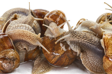 Grape snail - gastropod mollusk on a white background