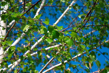 Spring in the old garden